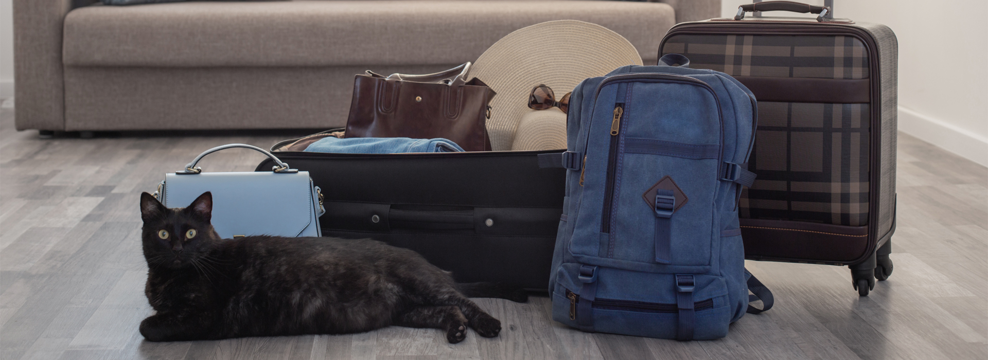 garde-chat-vacances-comment-sorganiser-pour-partir-en-vacances-sans-votre-chat.jpg