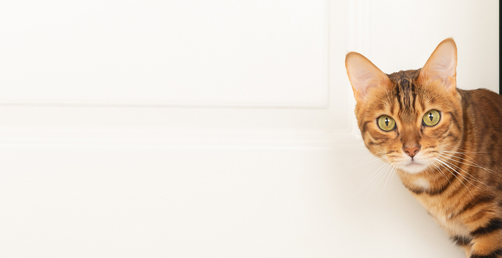 garder-son-Chaton-a-linterieur-ou-lexterieur.jpg