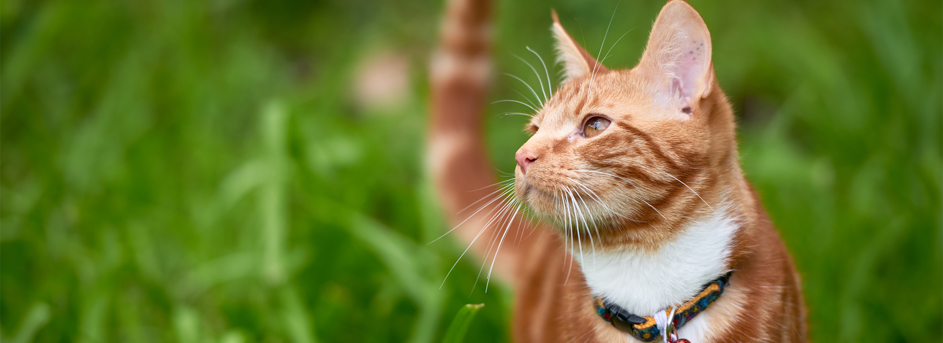 identification-de-votre-chat-un-signe-de-reconnaissance.jpg