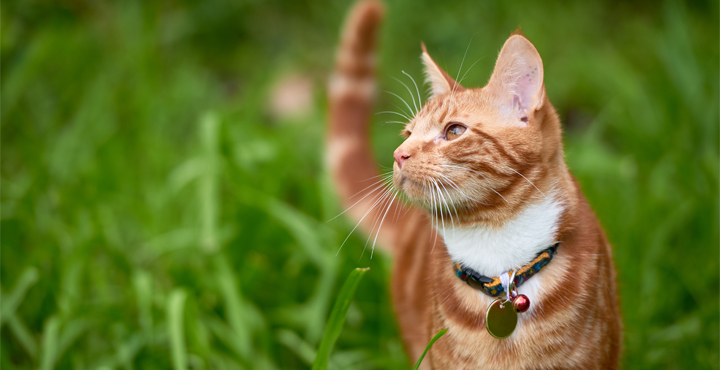 identification-de-votre-chat-un-signe-de-reconnaissance.jpg