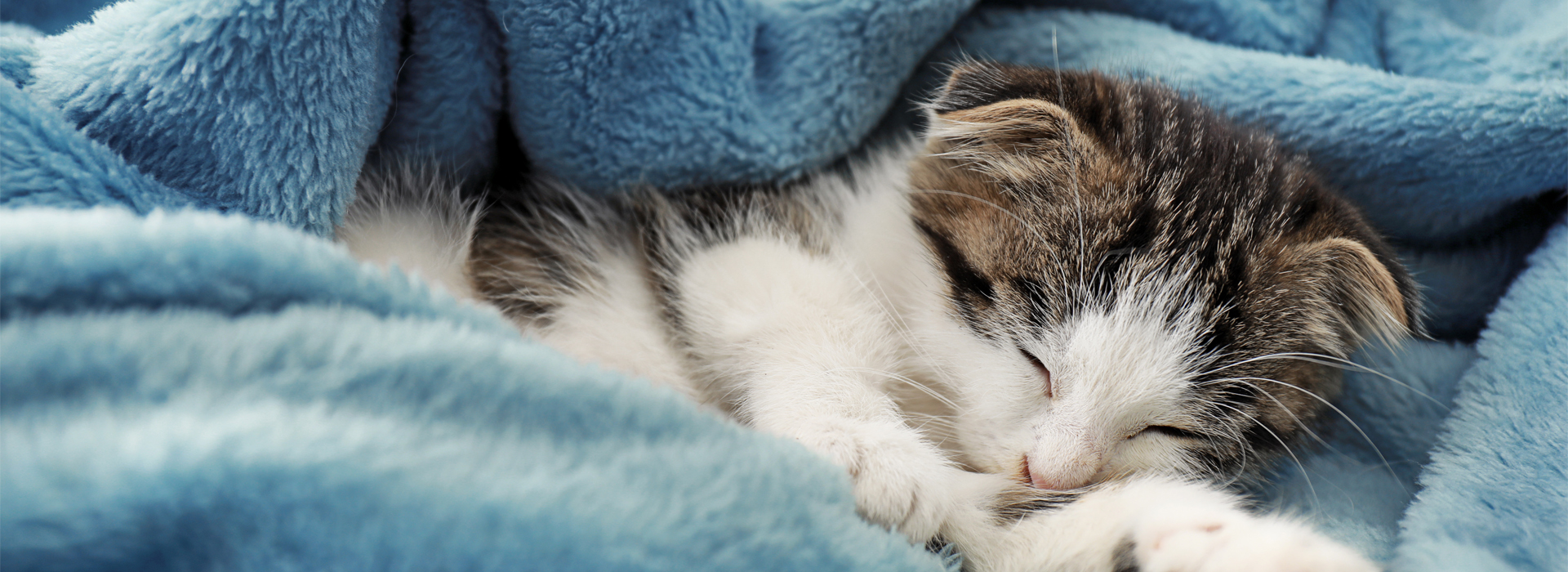 il-fait-froid-comment-proteger-mon-chat.jpg