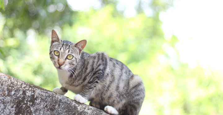 instinct-territorial-du-Chaton.jpg