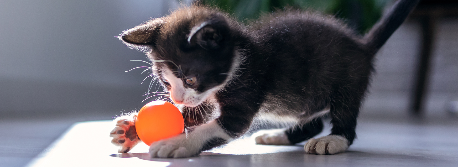jeu-chat-le-jeu-lexercice-favori-de-votre-chat.jpg