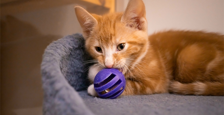 jeux-chat-quand-votre-chat-apprend-en-samusant-whiskas.jpg