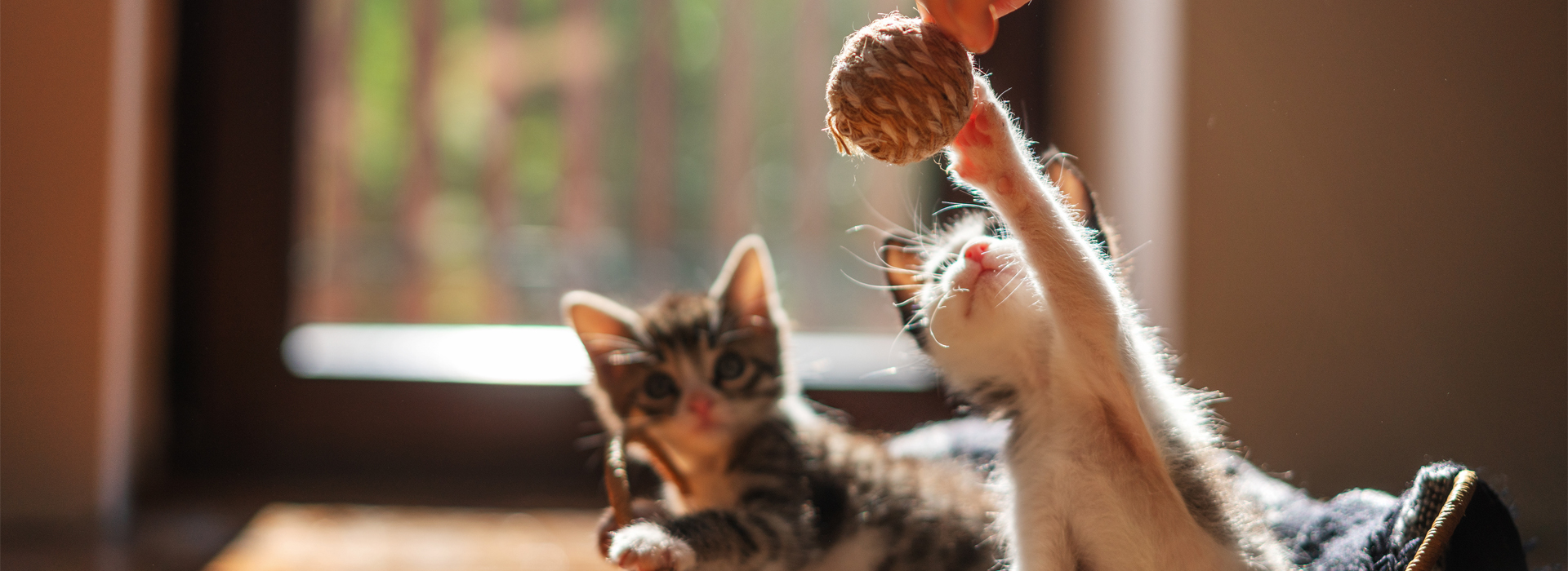 jouez-avec-votre-Chaton.jpg