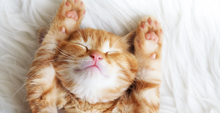 langage-corporel-du-Chaton.jpg