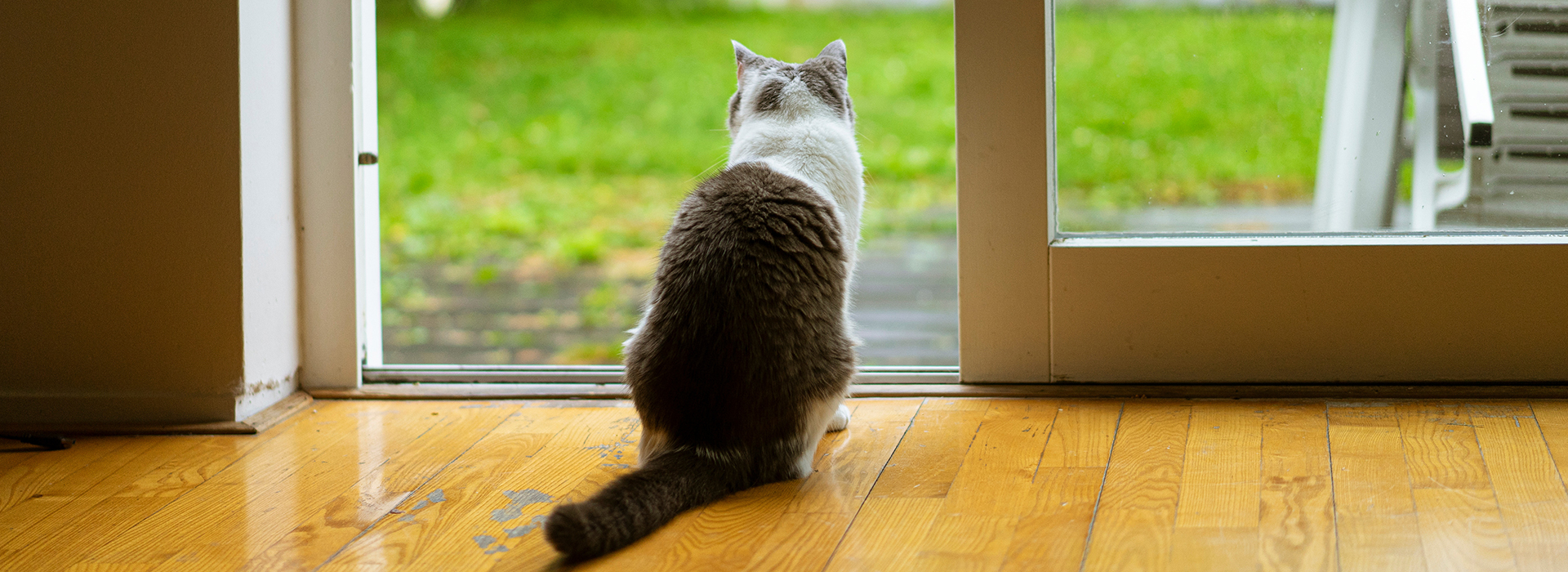 le-chat-et-la-petite-faune-sauvage.jpg