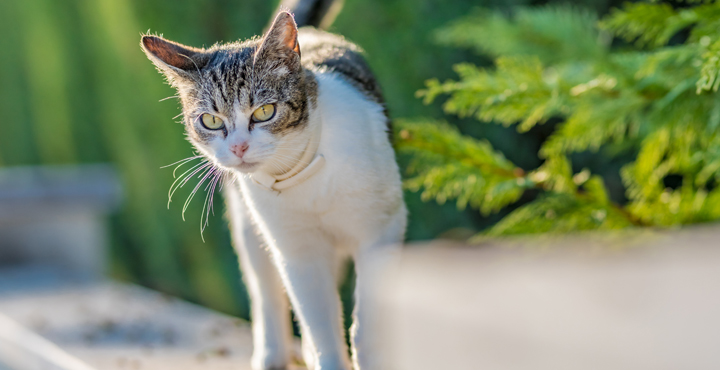 le-chat-et-vous-un-histoire-de-territoires.jpg