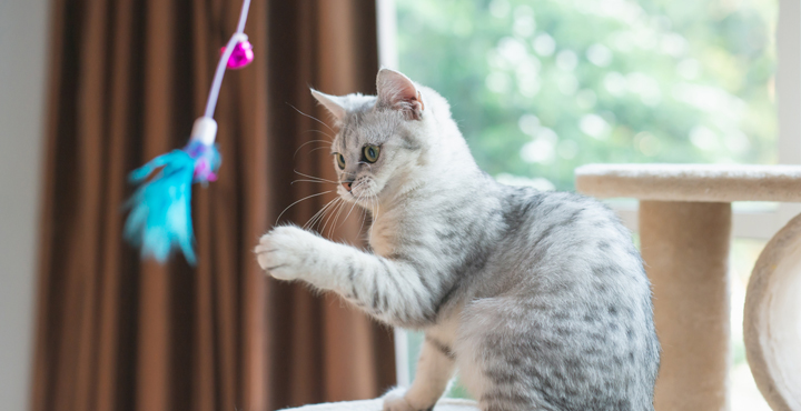 le-jeu-pour-canaliser-les-chats.jpg