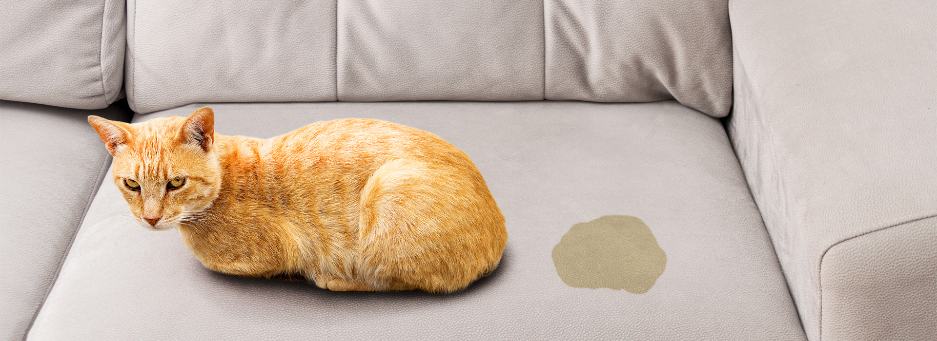 le-marquage-du-territoire-chez-le-chat.jpg