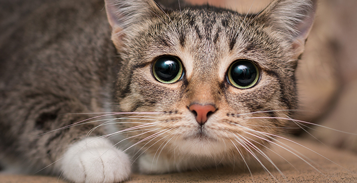 mon-chat-est-tres-craintif-comment-y-remedier.jpg