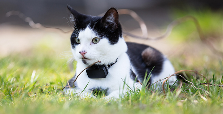 mon-chat-fugue-que-faire.jpg