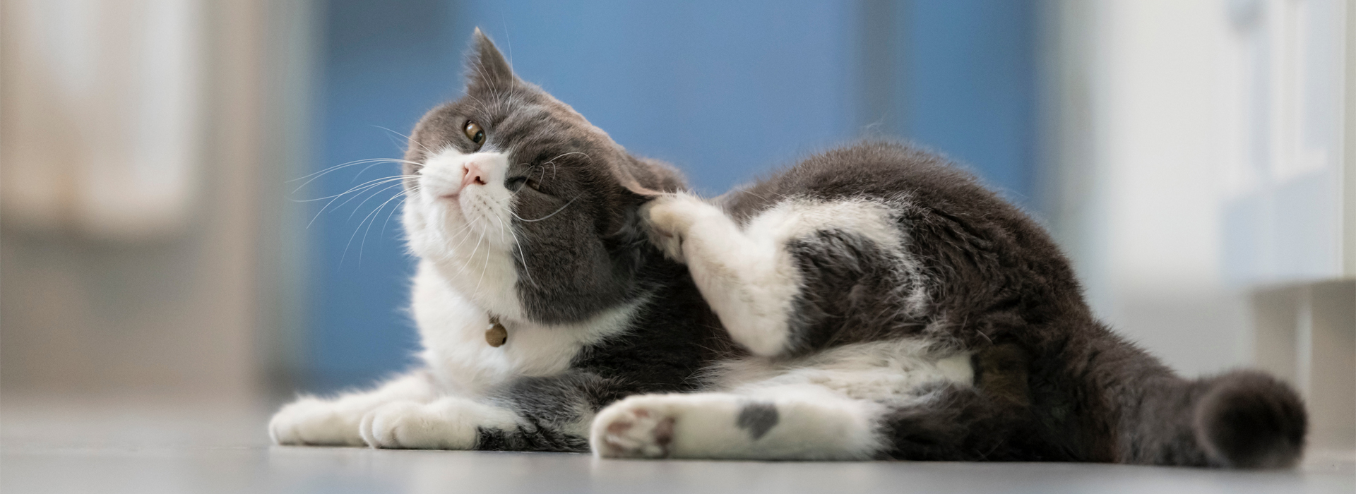 mon-chat-se-gratte-constamment.jpg