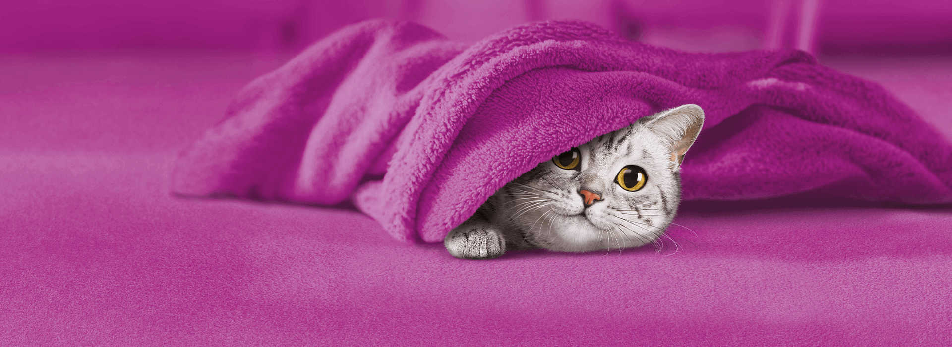 tommy_under_blanket_hero