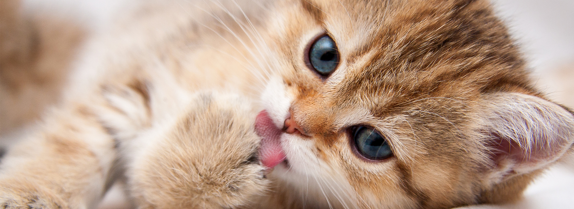 Mon chat se lèche beaucoup : causes, conséquences et solutions