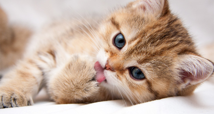 Mon chat se lèche beaucoup : causes, conséquences et solutions