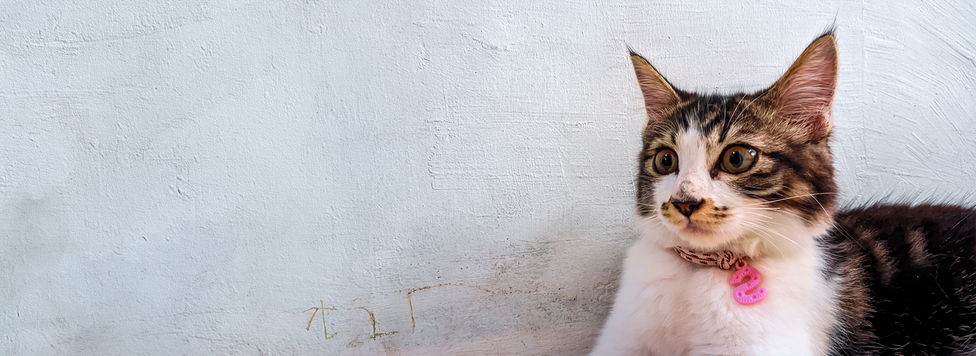 Mon chat ne miaule plus : raisons et solutions pour comprendre ce comportement