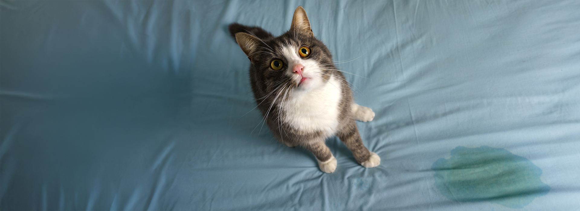 Mignon chat tabby assis à côté de draps humides