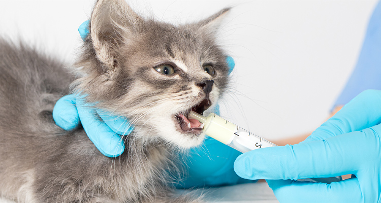 vermifuge chaton