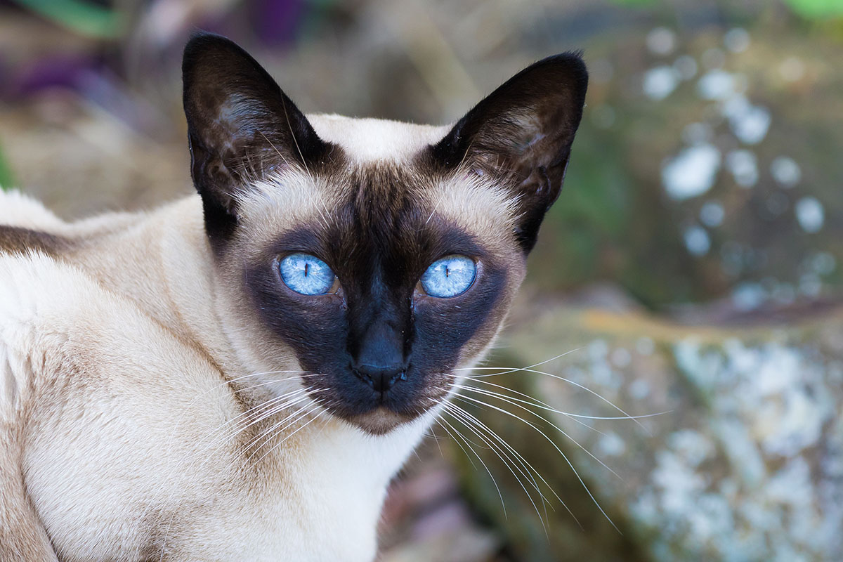 Un chat Tonkinois aux yeux bleus brillants.